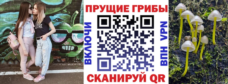 Псилоцибиновые грибы Psilocybe  Купить  Андреаполь 